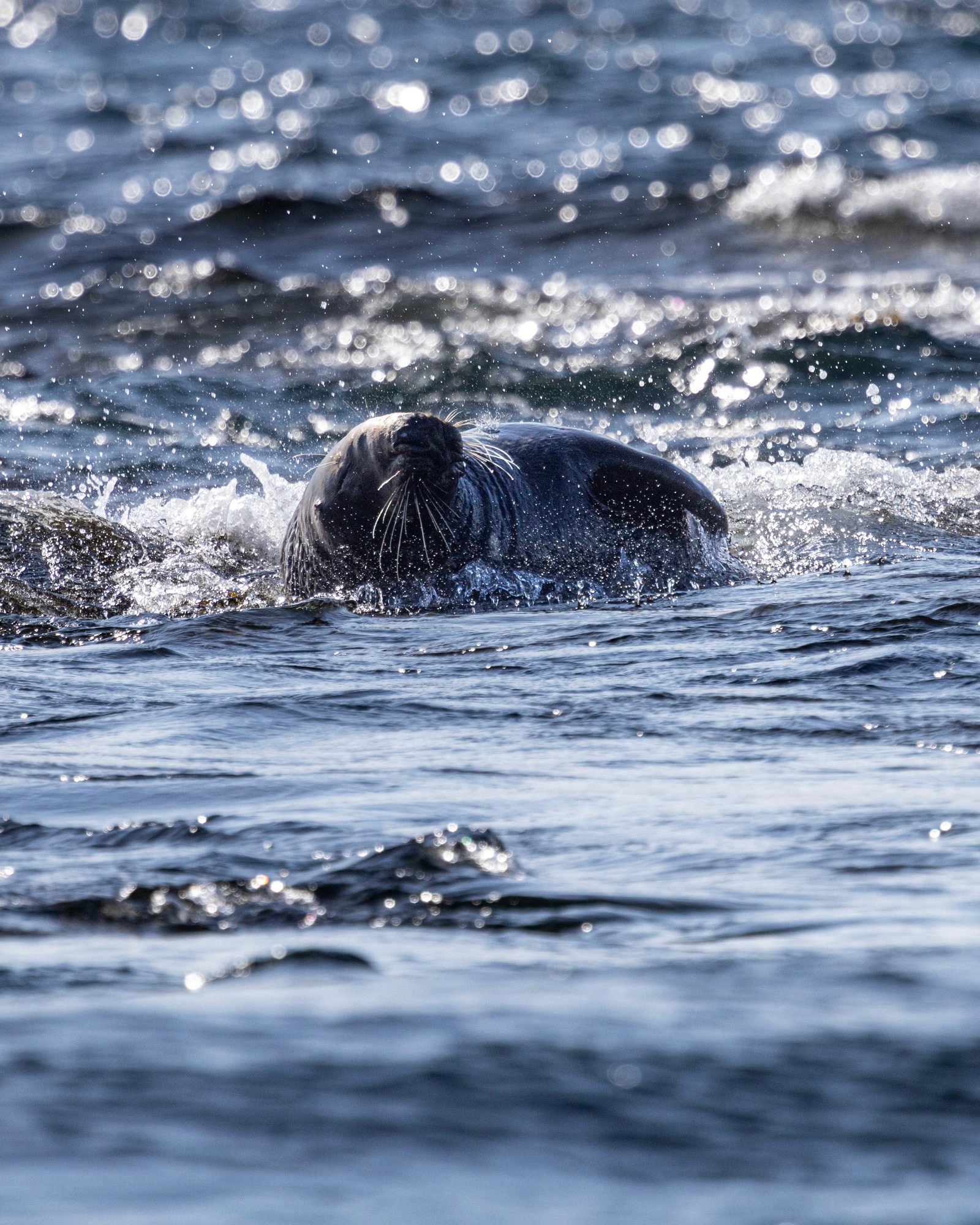 Wildlife photograph 2