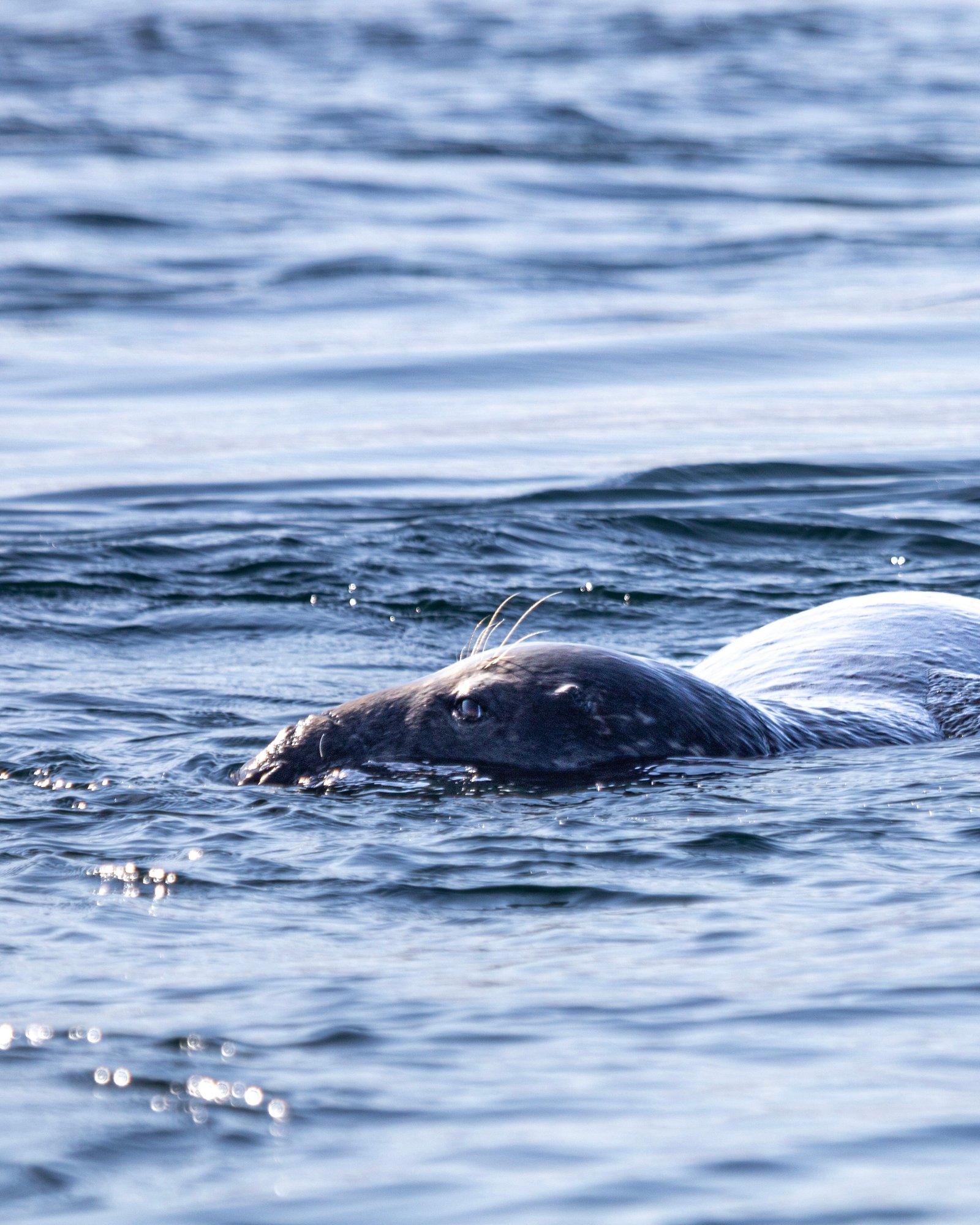 Wildlife photograph 6