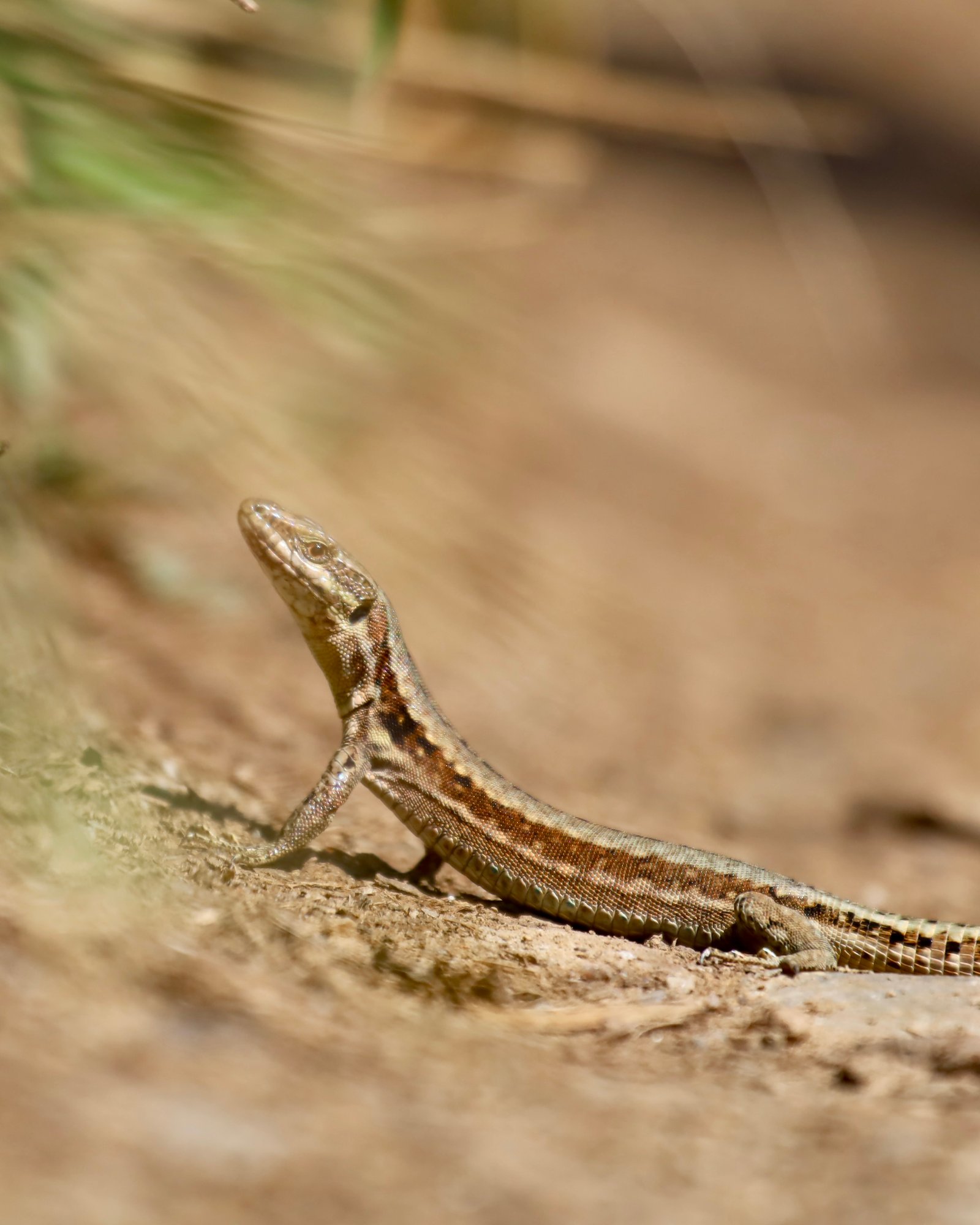Wildlife photograph 5